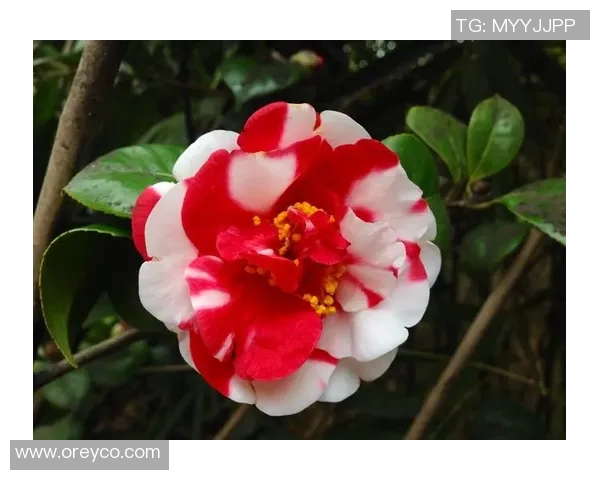 济州球衣四月特别呈现未曾遗忘的山茶花魅力与情怀